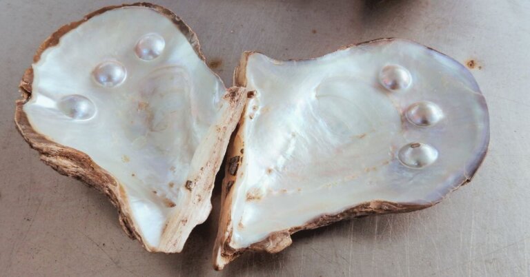 Blister Pearls: Enchanting Mabe Pearl from the Ocean