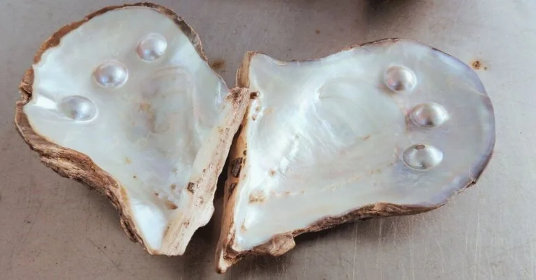 Blister Pearls