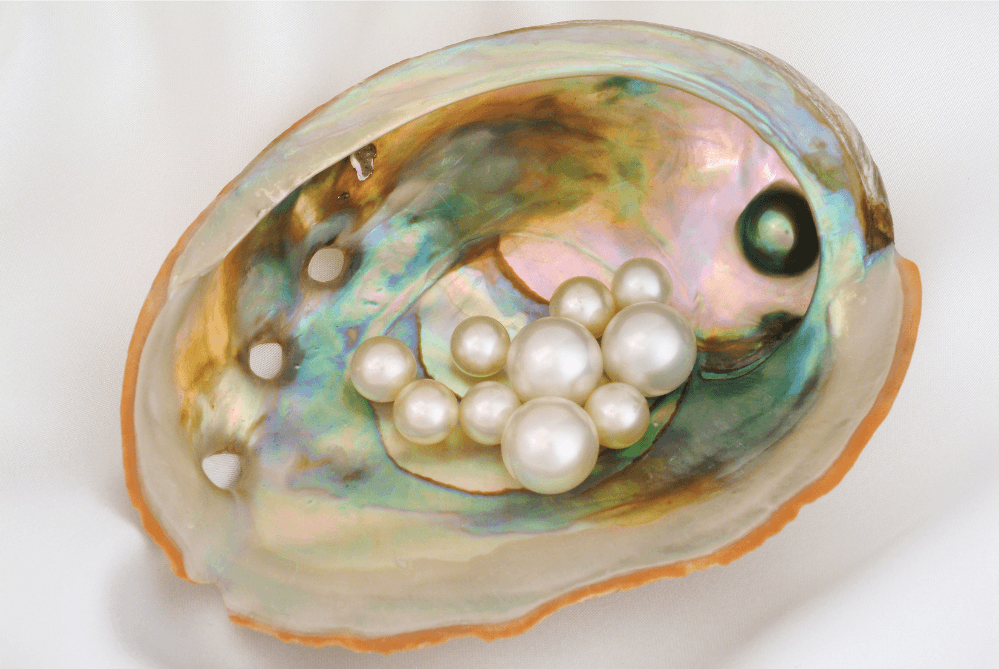 Pearl Clam Natural